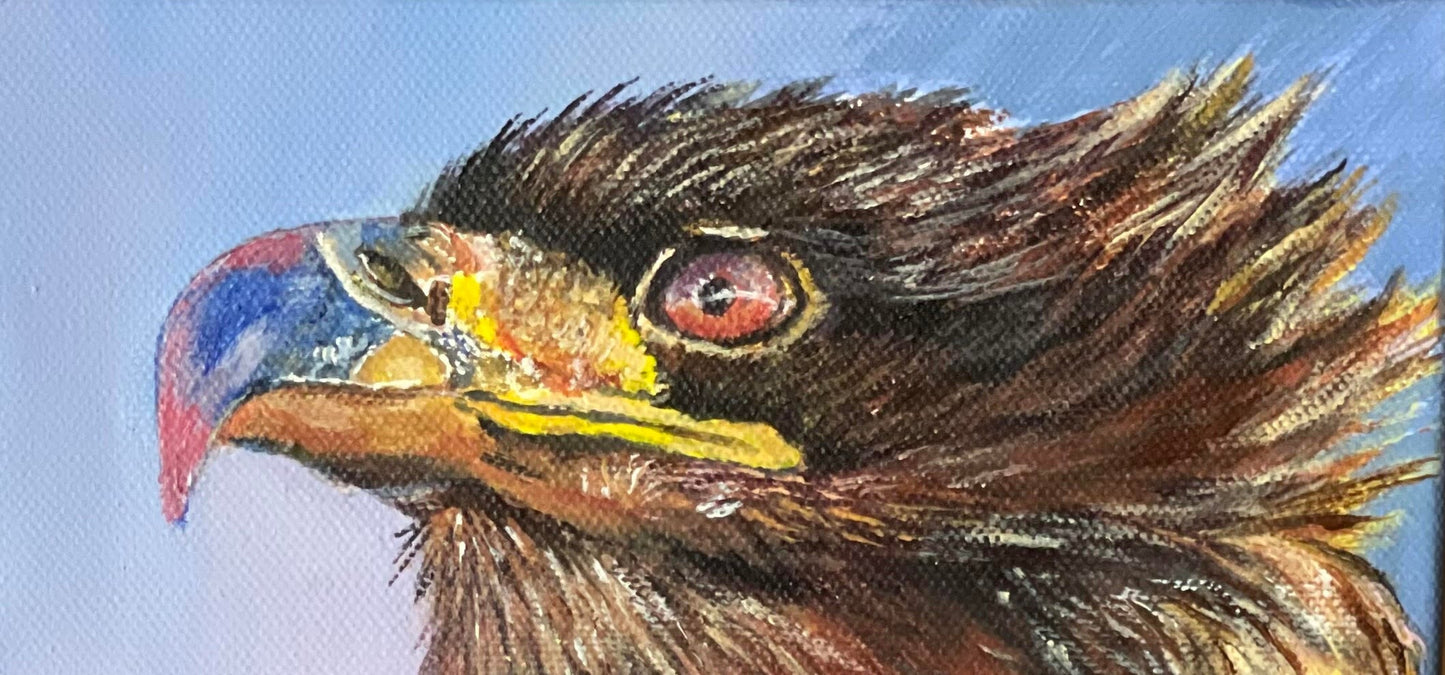 Jugendlicher Weißkopfseeadler