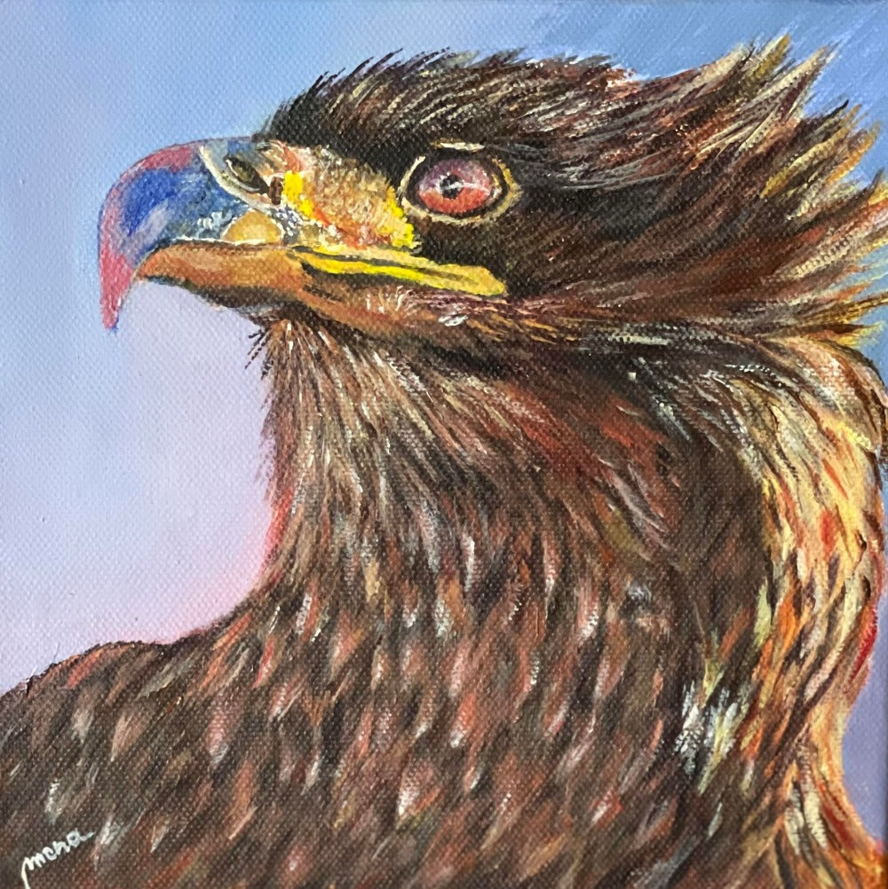 Jugendlicher Weißkopfseeadler